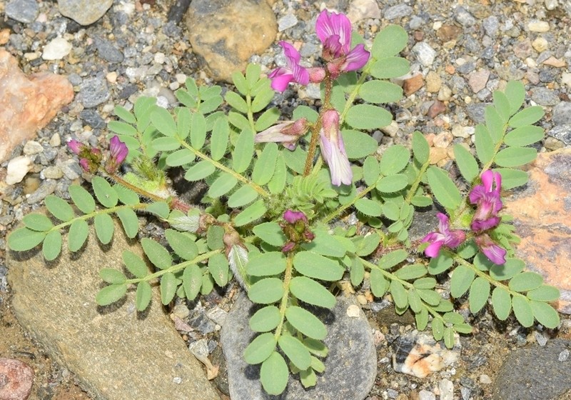 Astragalus longidentatus photo 6