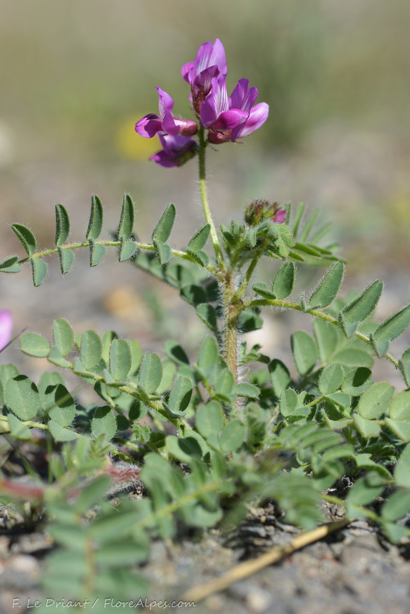 Astragalus longidentatus photo 7