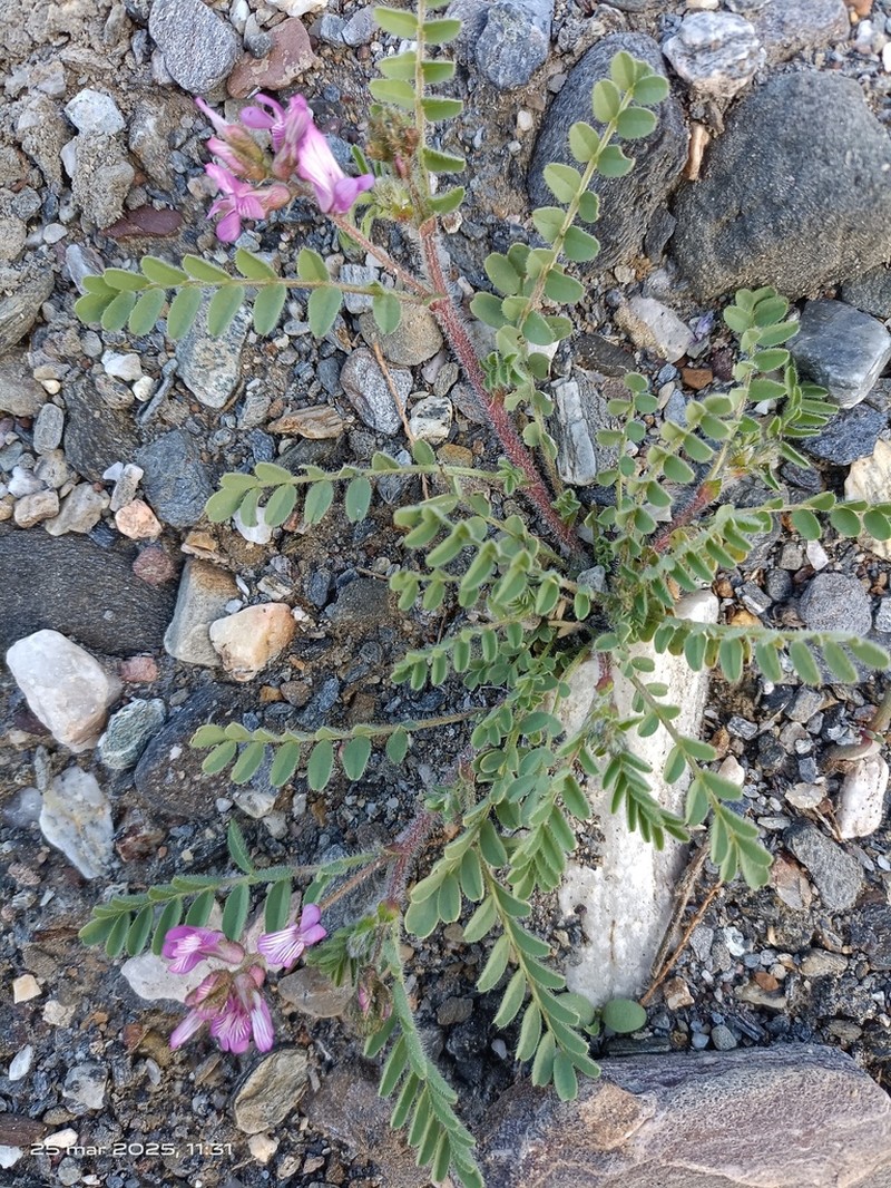 Astragalus longidentatus photo 8