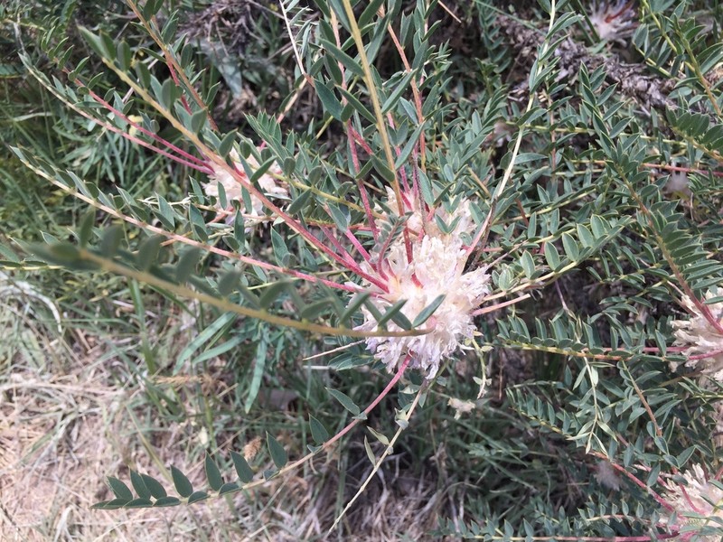 Astragalus longifolius