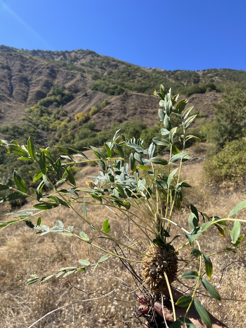 Astragalus longifolius photo 2