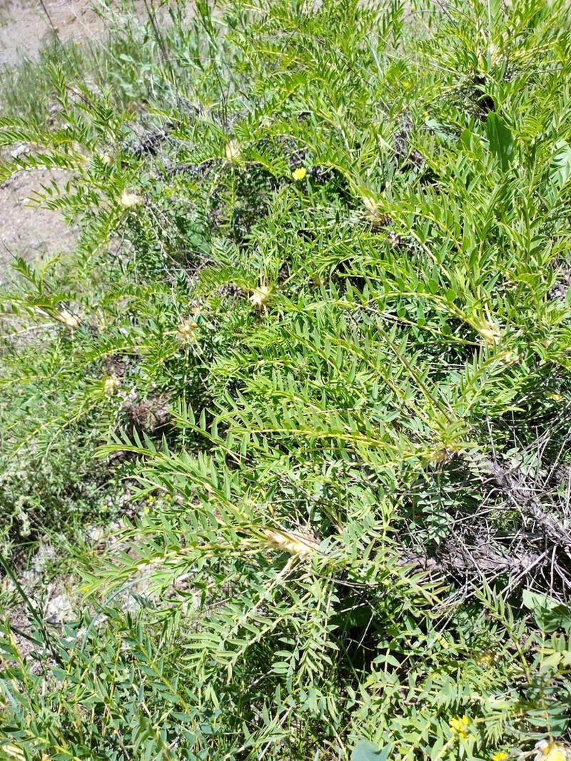 Astragalus longifolius photo 3