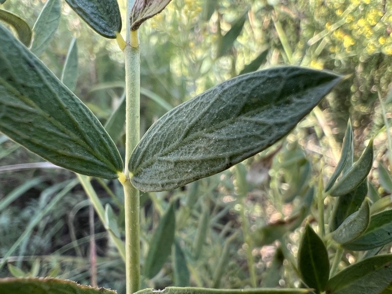 Astragalus longifolius photo 4