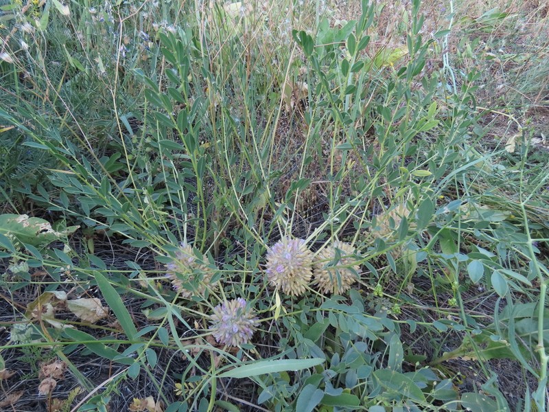Astragalus longifolius photo 5