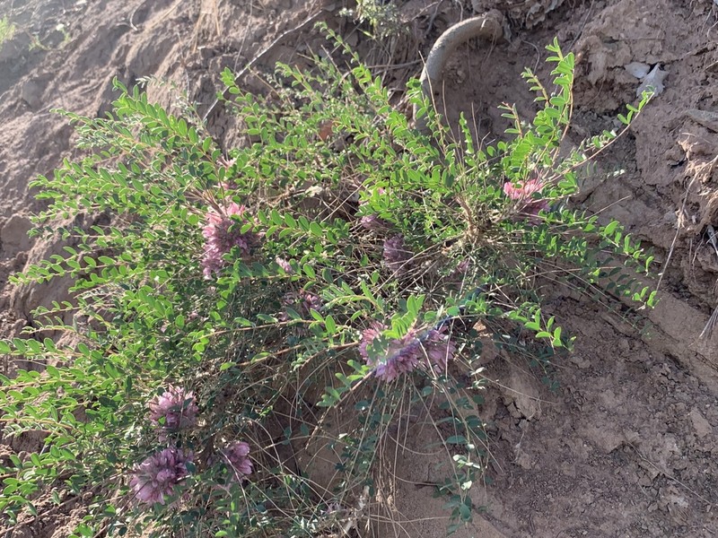 Astragalus longifolius photo 6