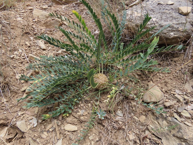 Astragalus longifolius photo 7