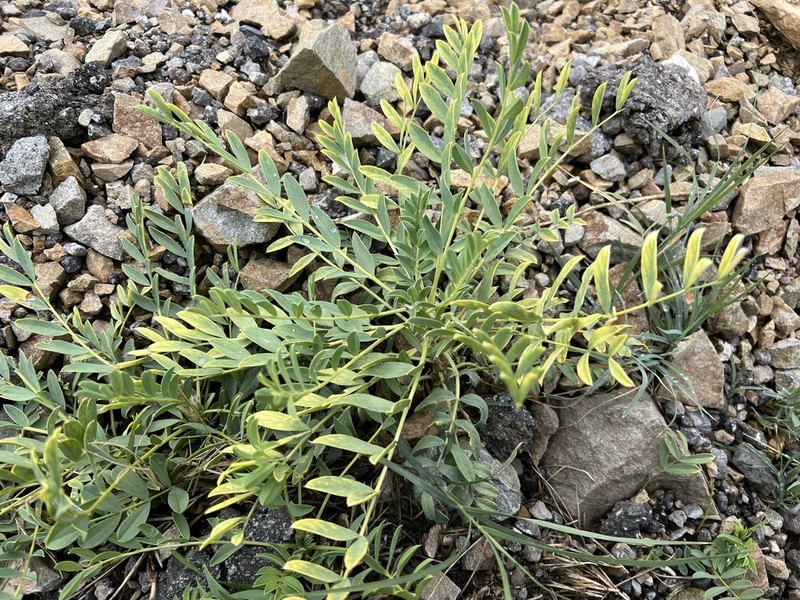 Astragalus longifolius photo 8