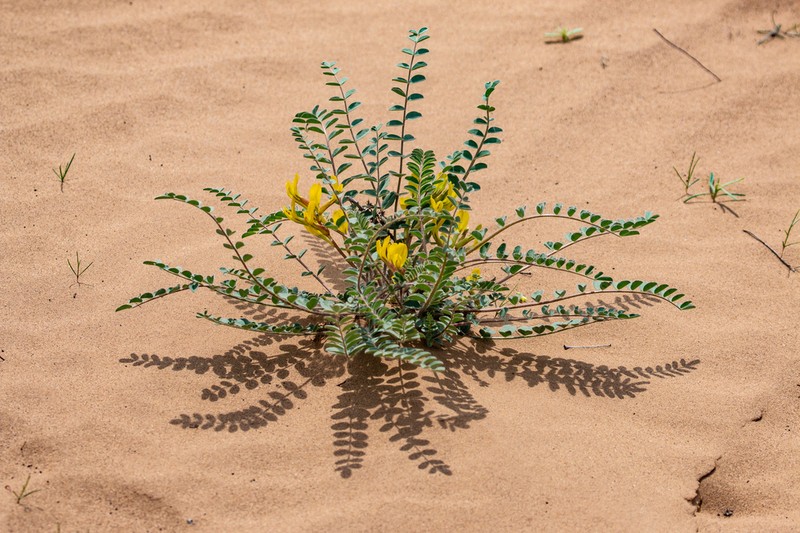 Astragalus longipetalus