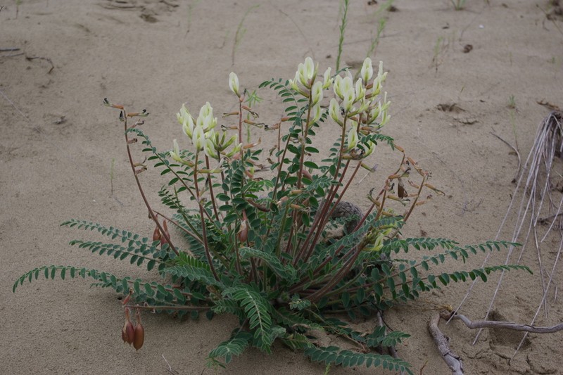 Astragalus longipetalus photo 2