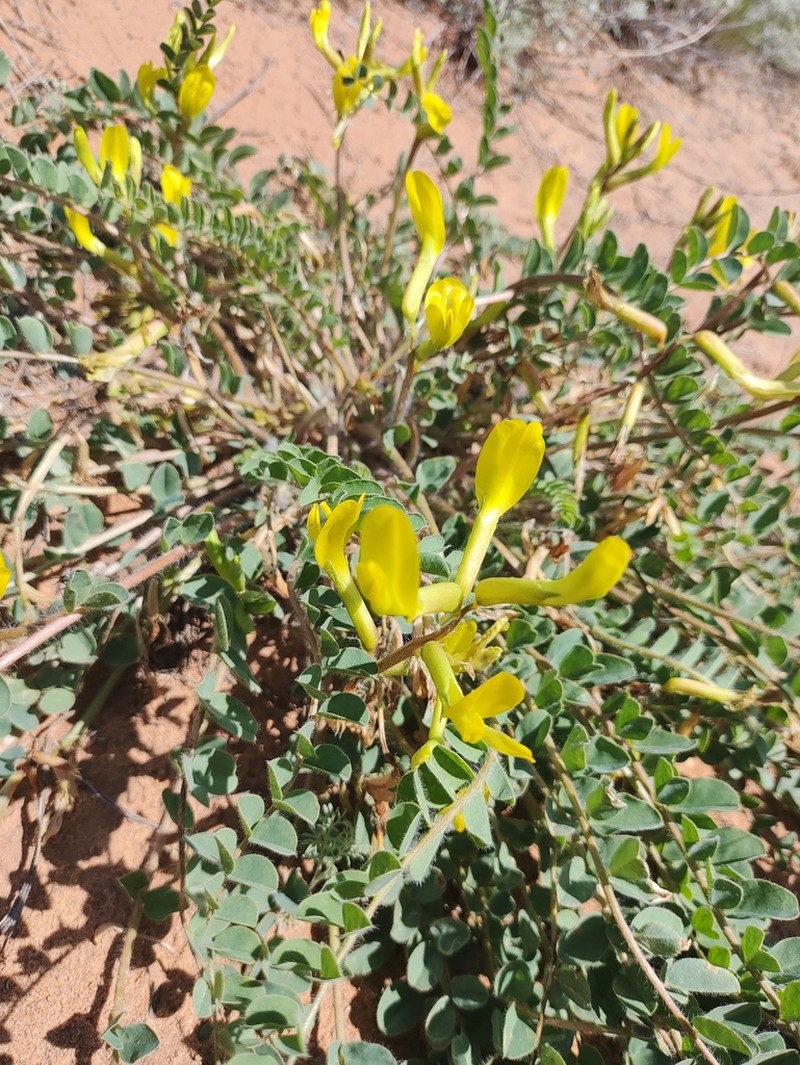 Astragalus longipetalus photo 3