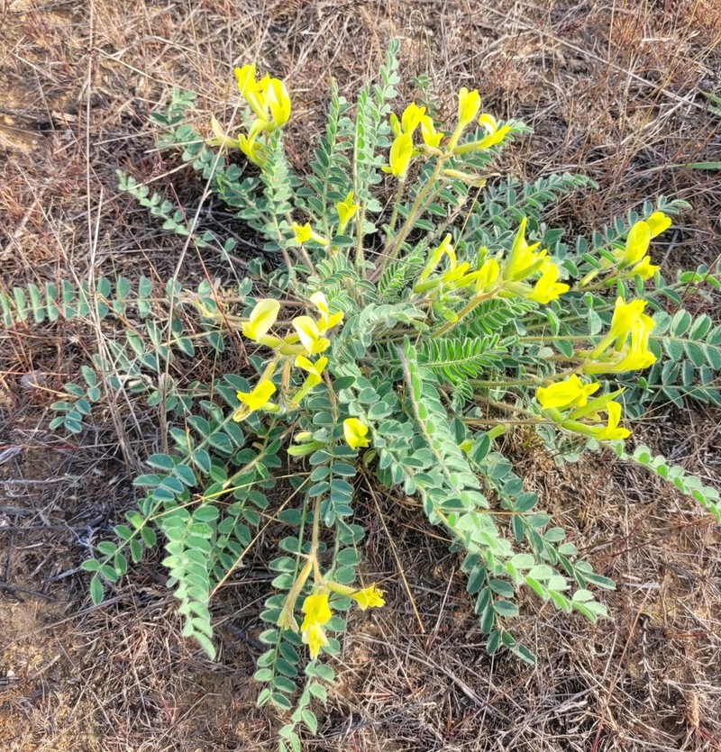 Astragalus longipetalus photo 4