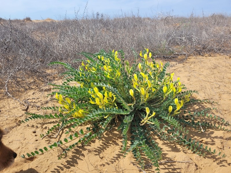 Astragalus longipetalus photo 5