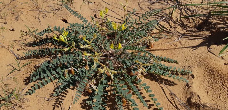 Astragalus longipetalus photo 6