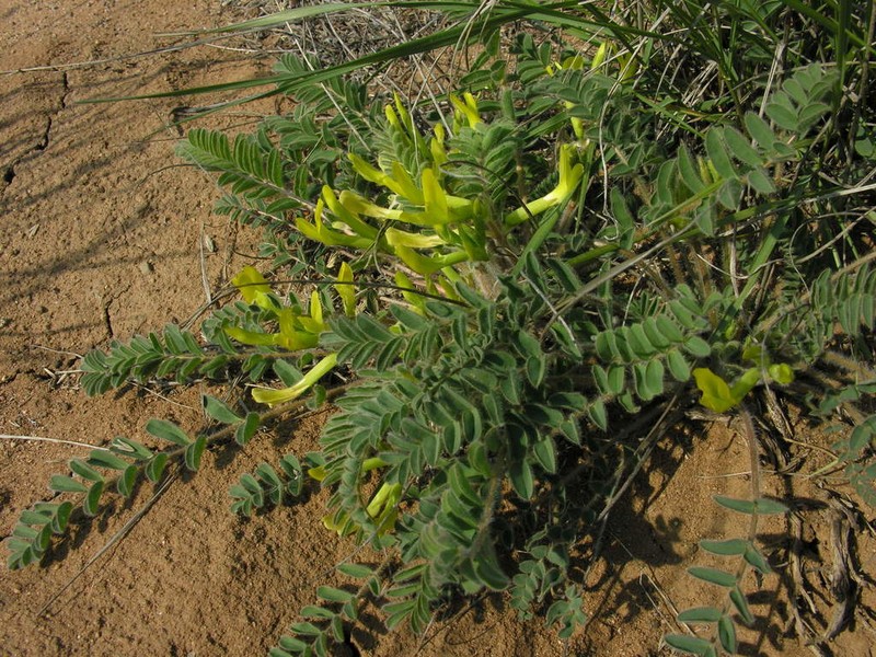 Astragalus longipetalus photo 7