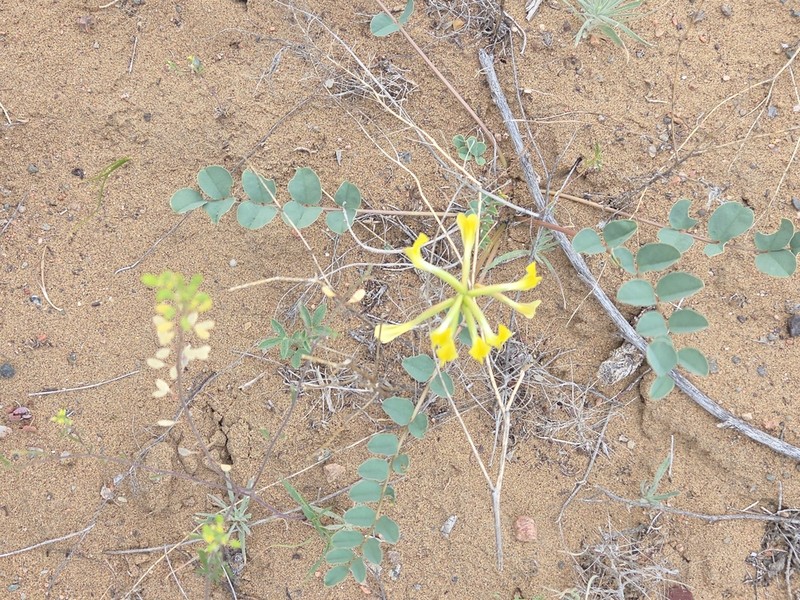 Astragalus longipetalus photo 8