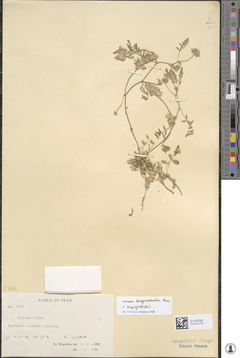 Astragalus longirostratus