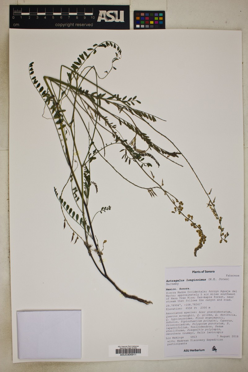 Astragalus longissimus