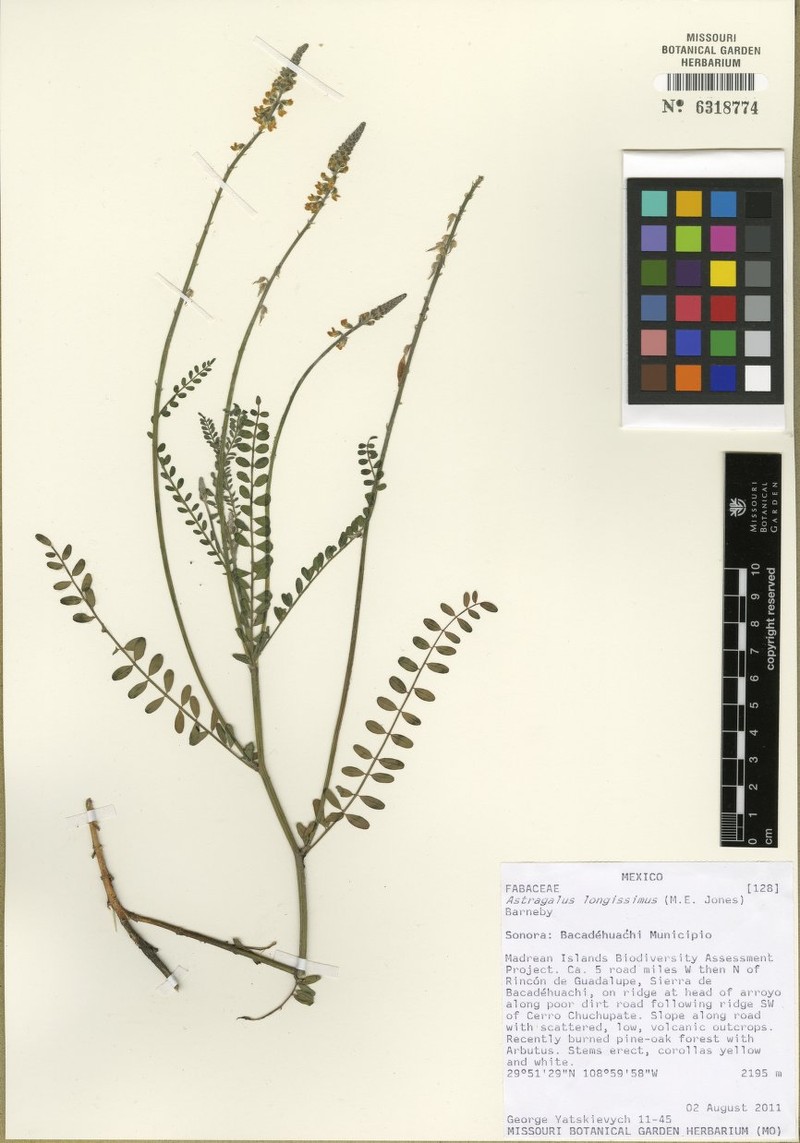Astragalus longissimus photo 2