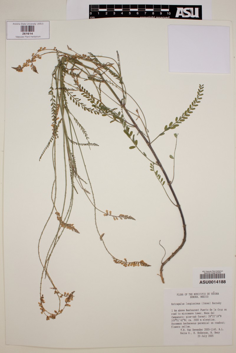 Astragalus longissimus photo 3
