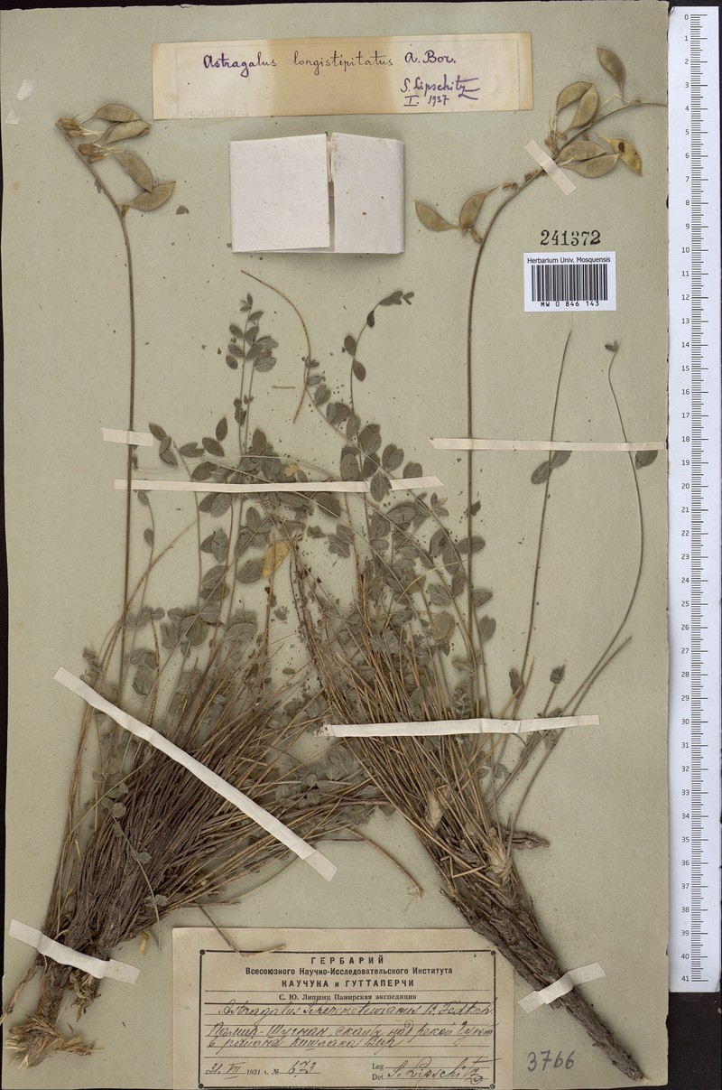 Astragalus longistipitatus