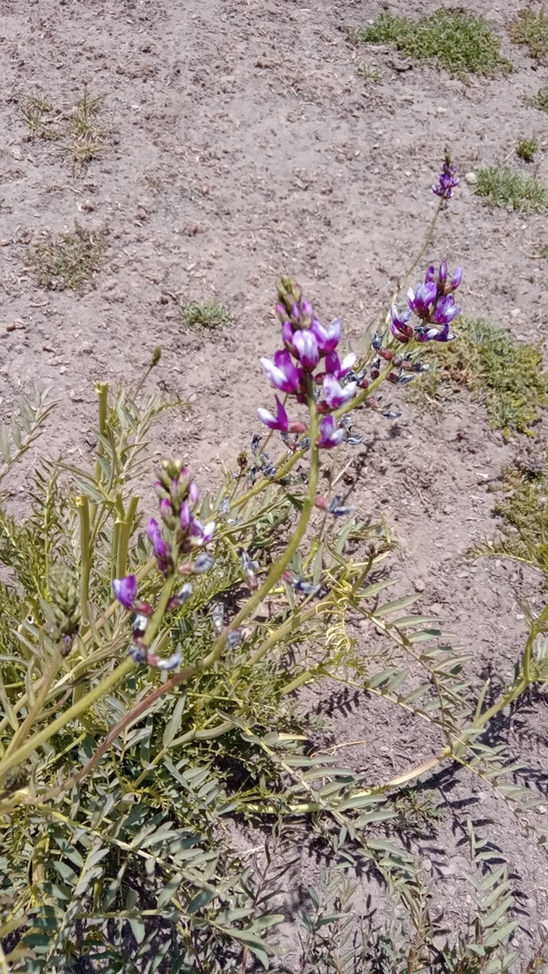 Astragalus looseri photo 2