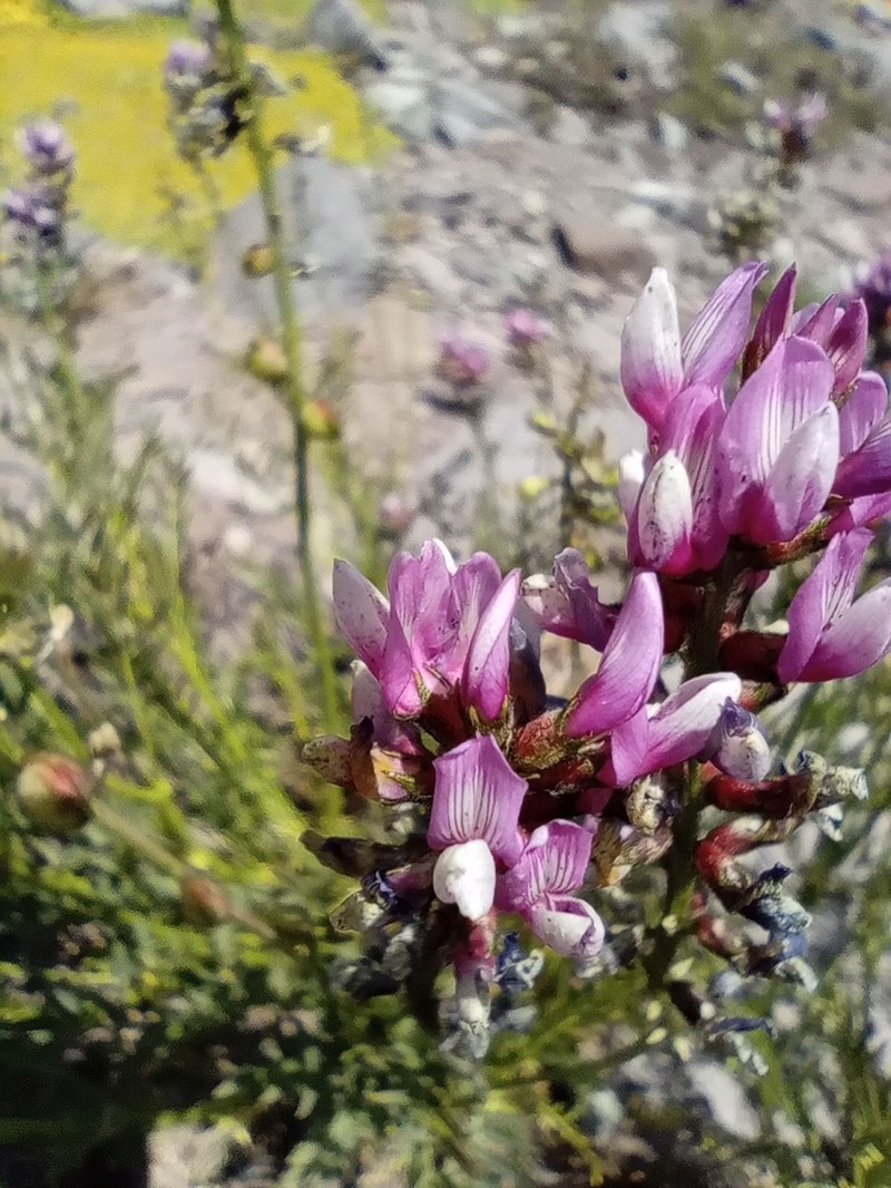 Astragalus looseri photo 3