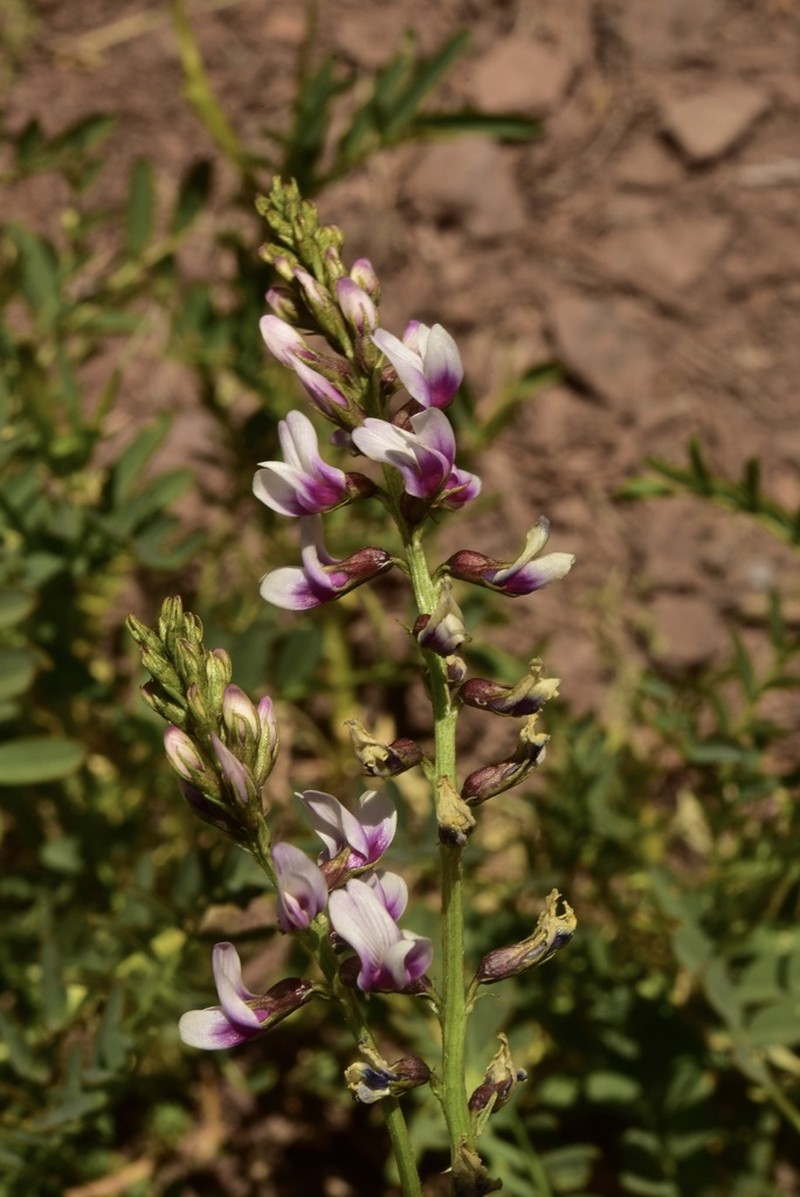 Astragalus looseri photo 4