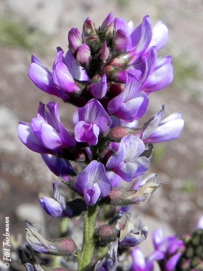 Astragalus looseri photo 5
