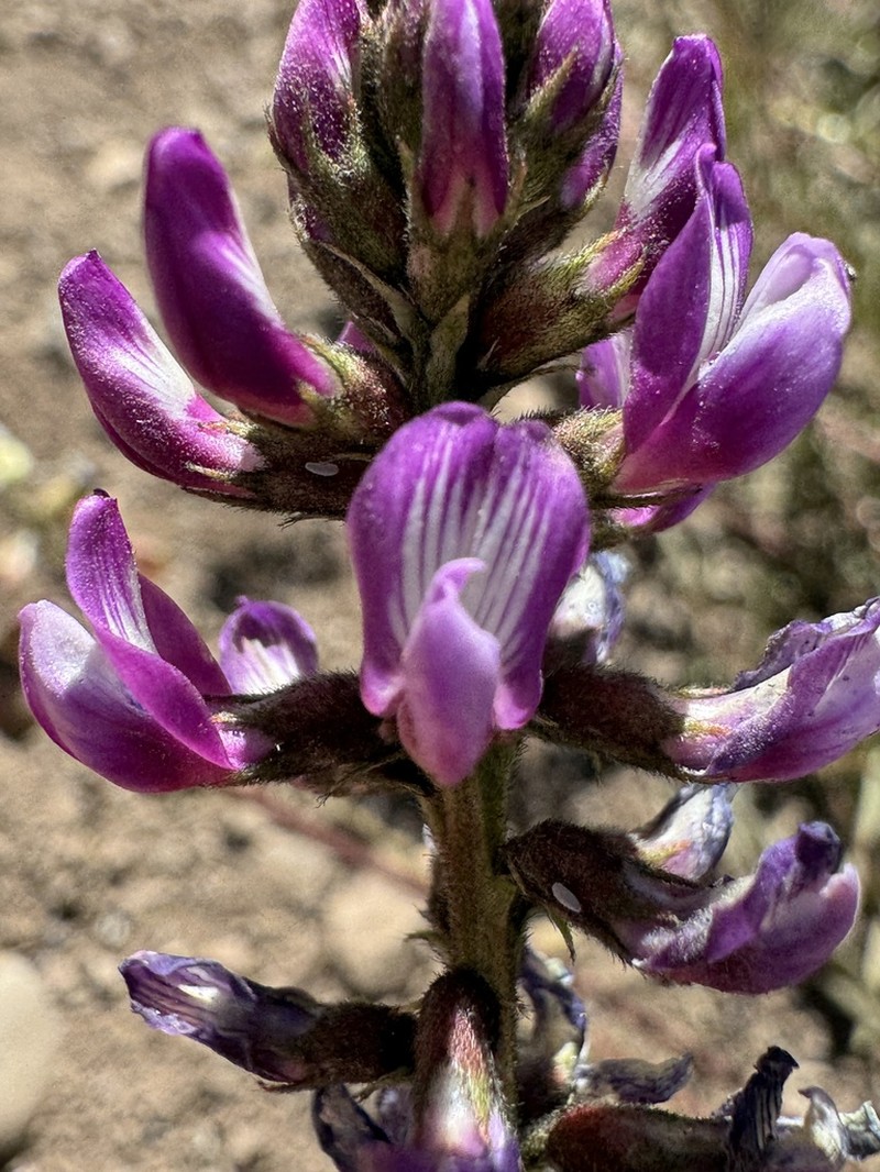 Astragalus looseri photo 6