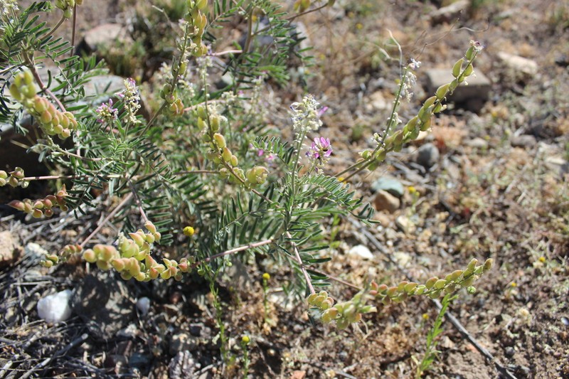 Astragalus looseri photo 7