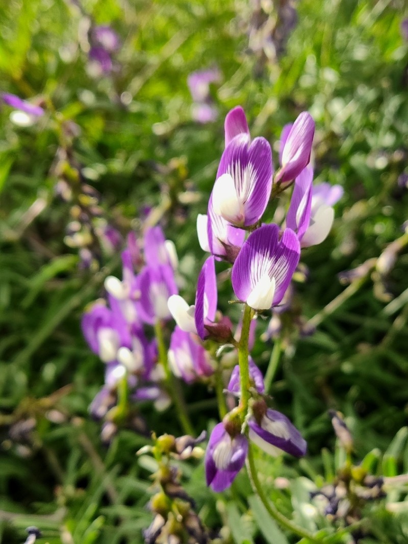 Astragalus looseri photo 8