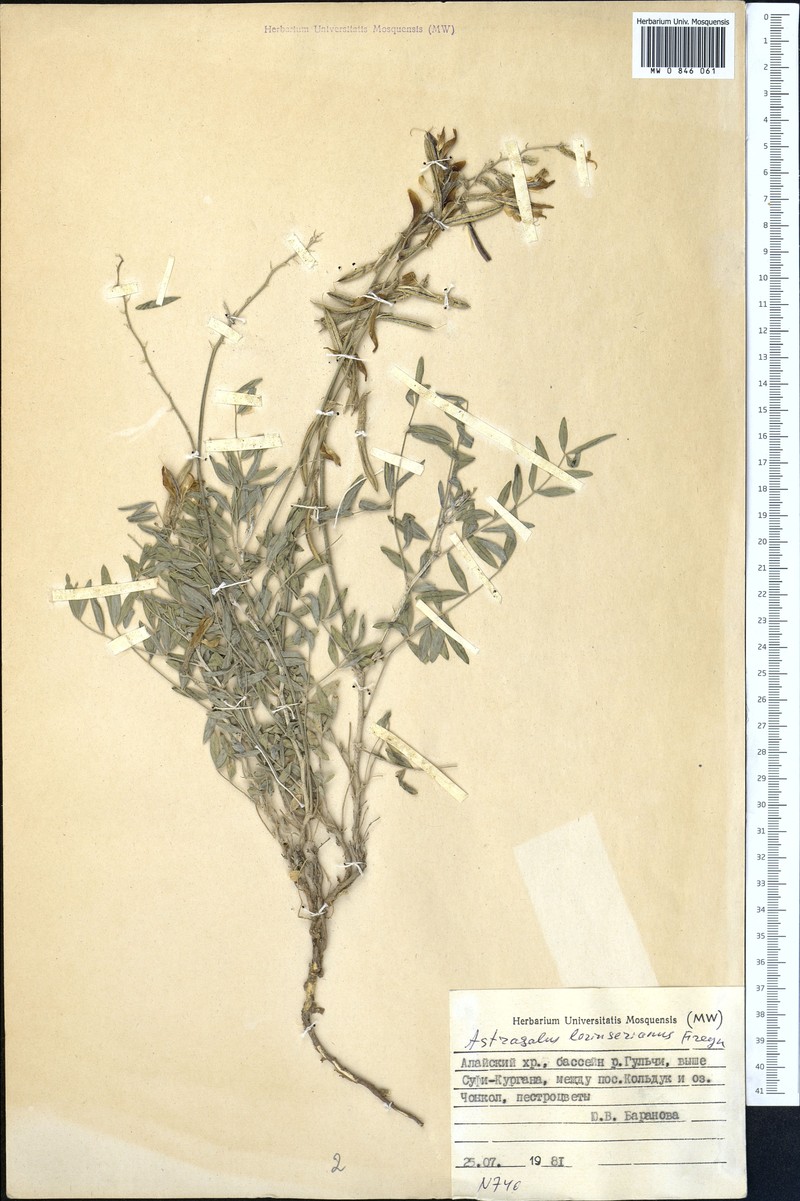 Astragalus lorinserianus