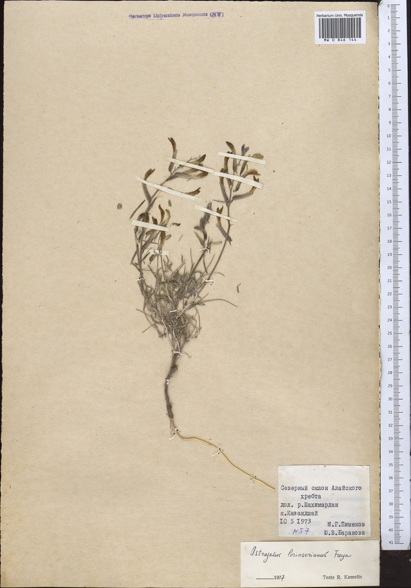 Astragalus lorinserianus photo 2