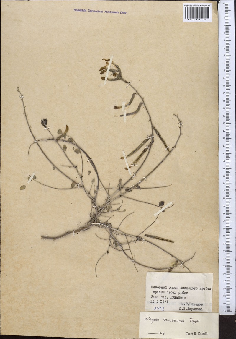 Astragalus lorinserianus photo 3