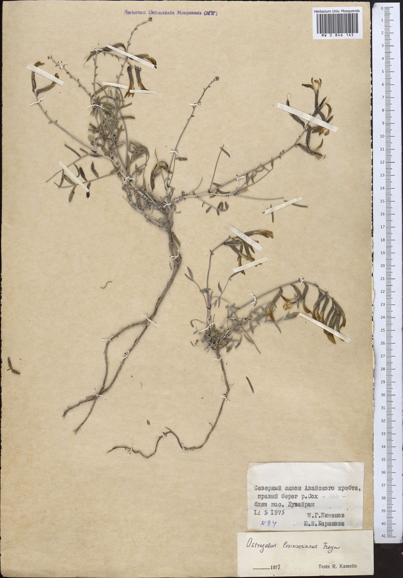 Astragalus lorinserianus photo 4