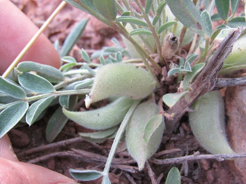 Lotus Milkvetch