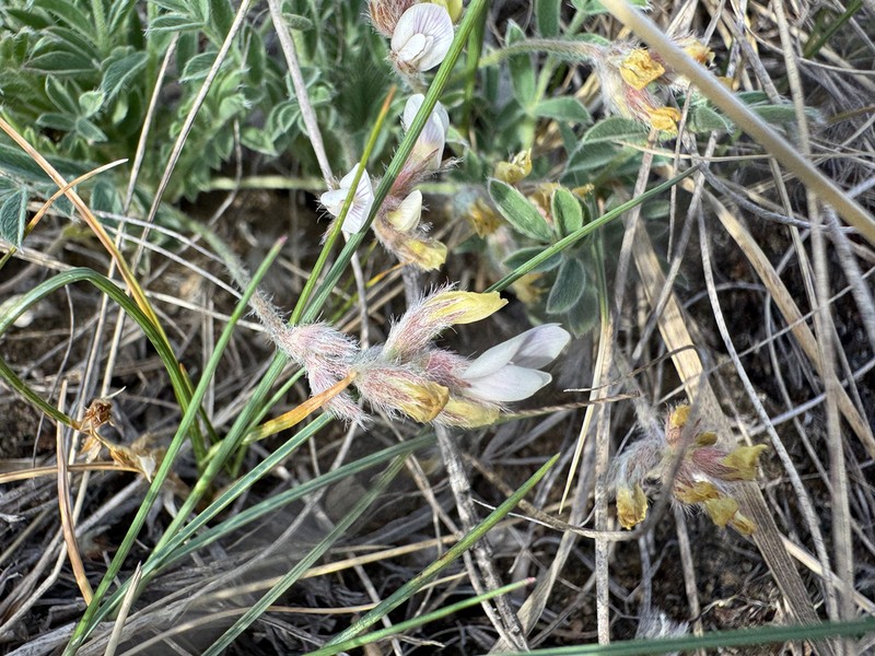 Lotus Milkvetch photo 2