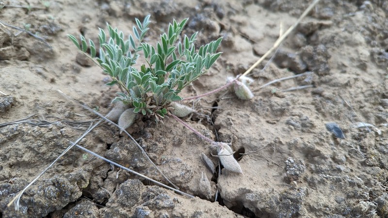 Lotus Milkvetch photo 3