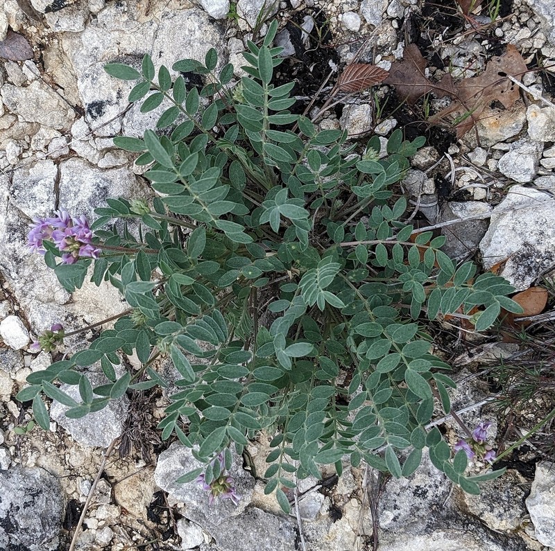 Lotus Milkvetch photo 4