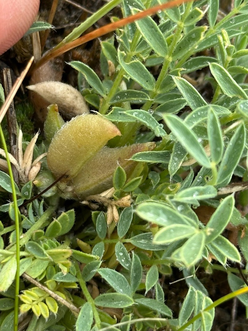 Lotus Milkvetch photo 5