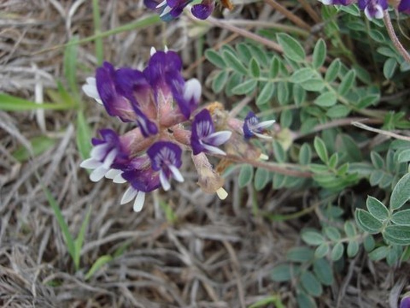 Lotus Milkvetch photo 6