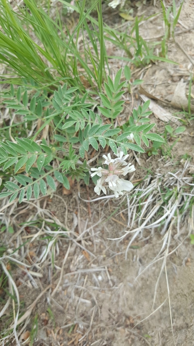 Lotus Milkvetch photo 7