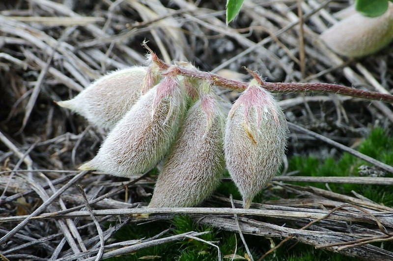 Lotus Milkvetch photo 8