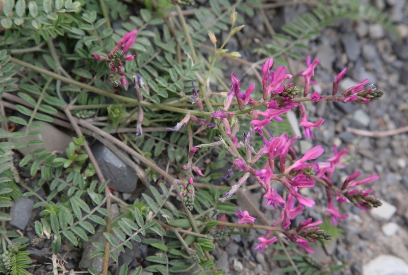 Astragalus lunatus