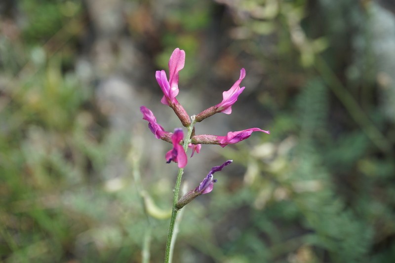 Astragalus lunatus photo 2