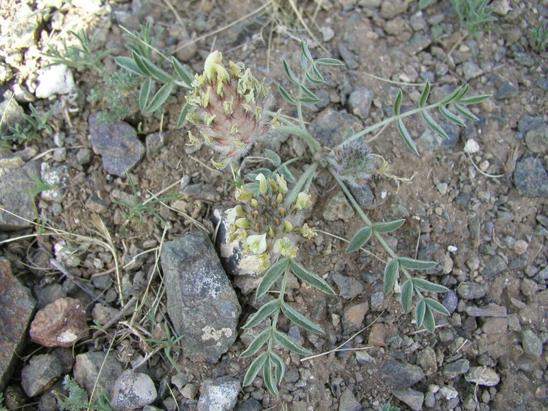 Astragalus lupulinus