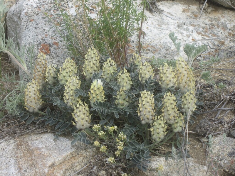 Astragalus lupulinus photo 2