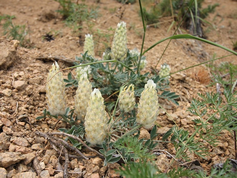 Astragalus lupulinus photo 3