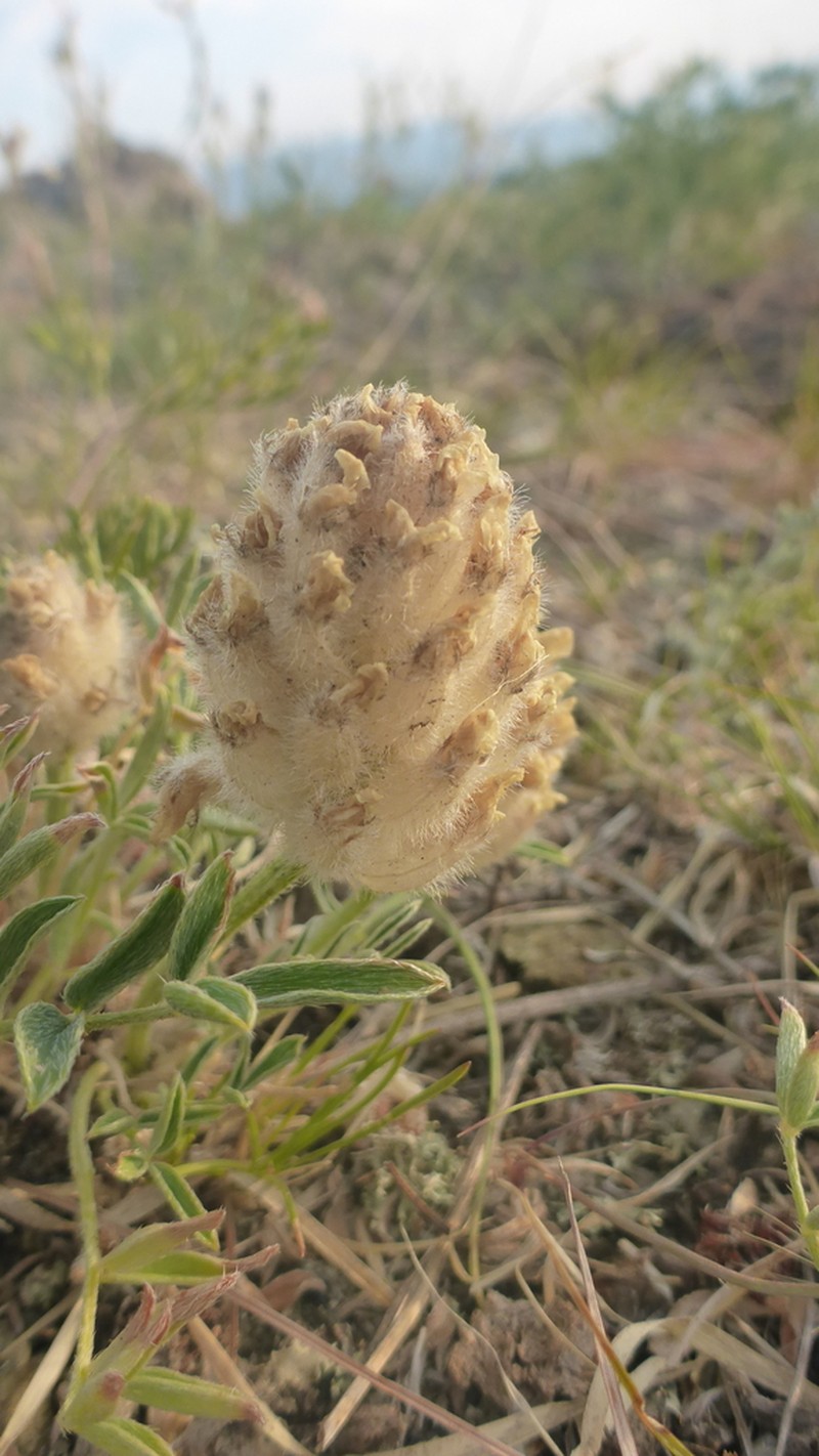 Astragalus lupulinus photo 4