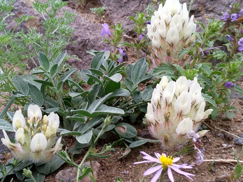 Astragalus lupulinus photo 5